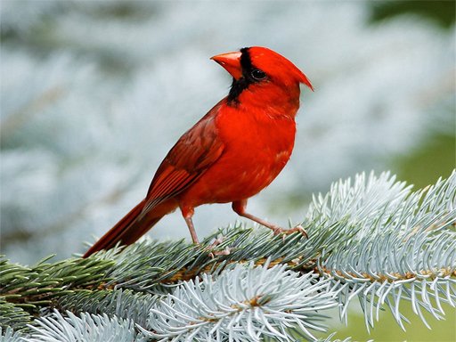 Rompecabezas de pájaros