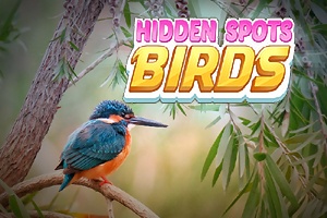 Hidden Spots – Birds